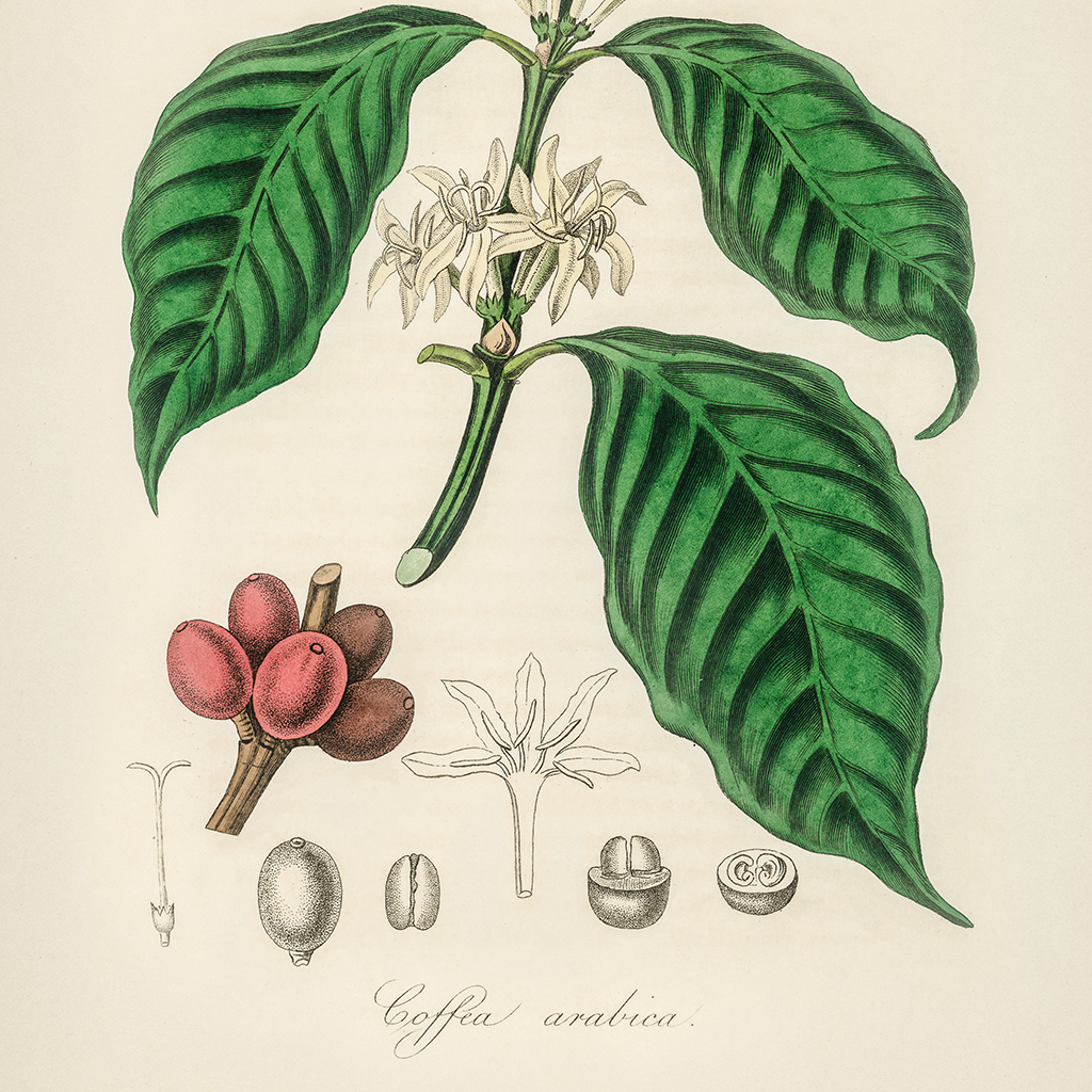 Kahve’nin Doğuşu ve Kökeni 